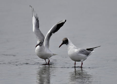 冬⇒夏ユリカモメ8015