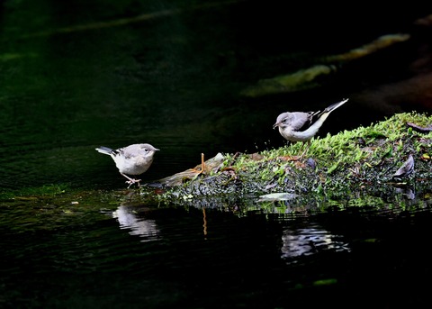 キセキレイ幼鳥8196
