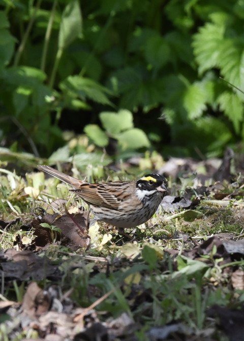 キマユホオジロ♂2920