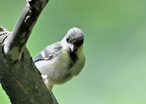 シジュウカラ幼鳥6501