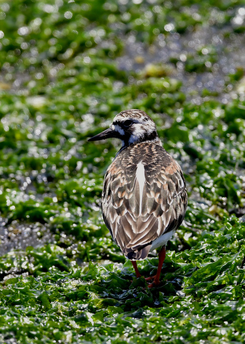 キョウジョシギ♀5742