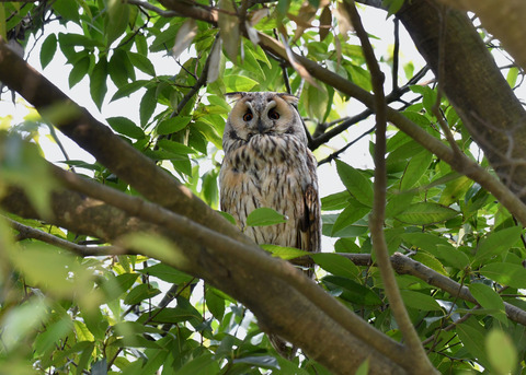 トラフズク♂2330