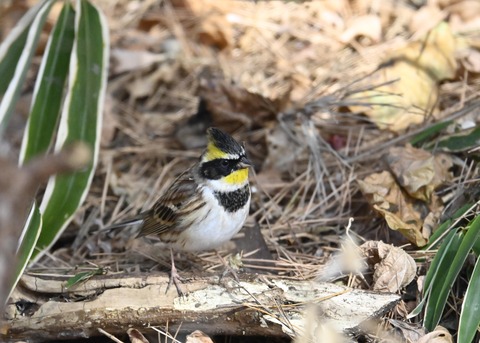 ヤマホオジロ♂4872