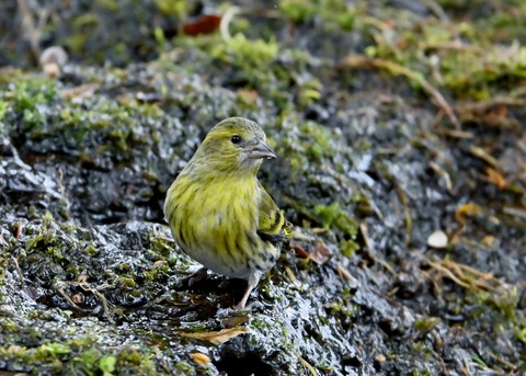 マヒワ♀0630