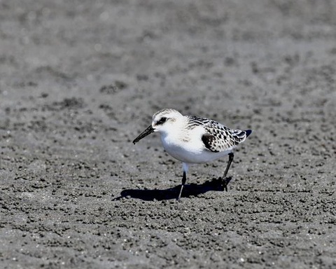 ミユビシギ幼羽9279