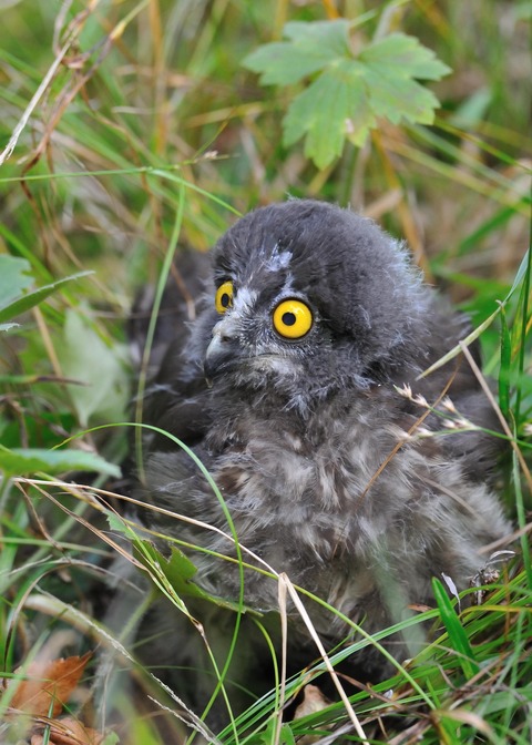 アオバズクのひな7021