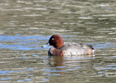 メジロガモHB7042