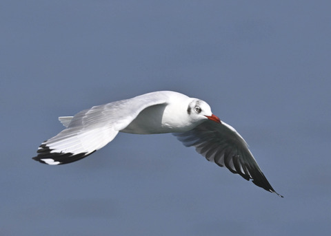 チャガシラカモメ3292