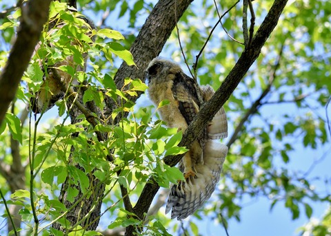 トラフズクのヒナ5960