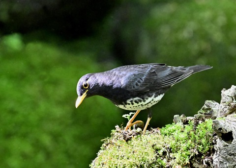 クロツグミ♂3320