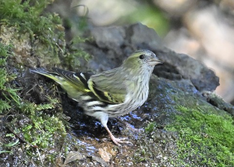マヒワ♀1358