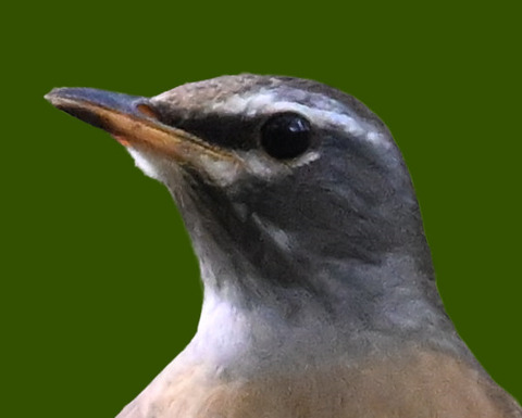 マミチャジナイ9000