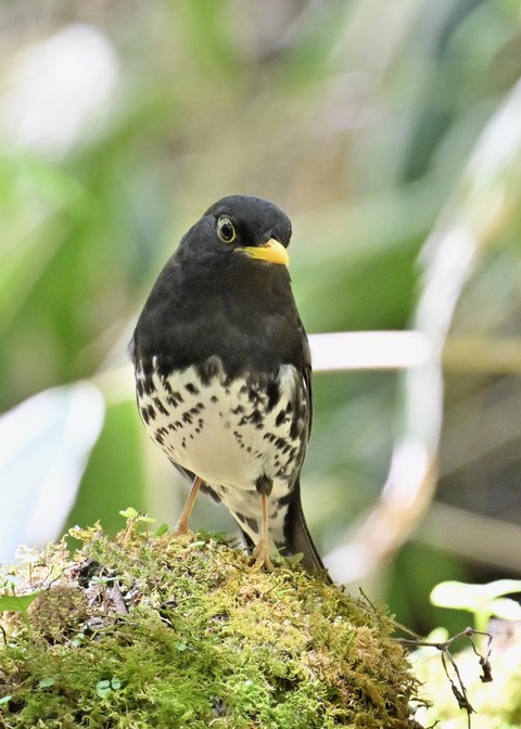 クロツグミ♂5552