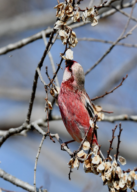 ベニマシコ♂3088