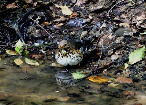 クロツグミ♀0389