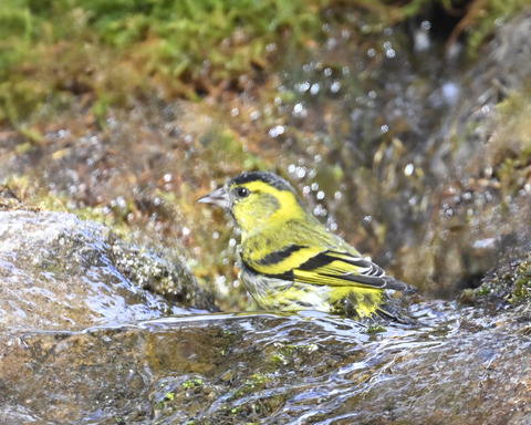 マヒワの水浴び9923
