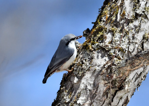 ゴ゛ュウカラ4071
