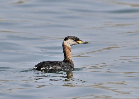 ｱｶｴﾘｶｲﾂﾌﾞﾘ8361