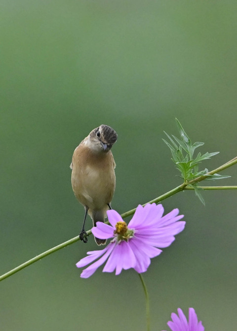 ノビタキ♀0886