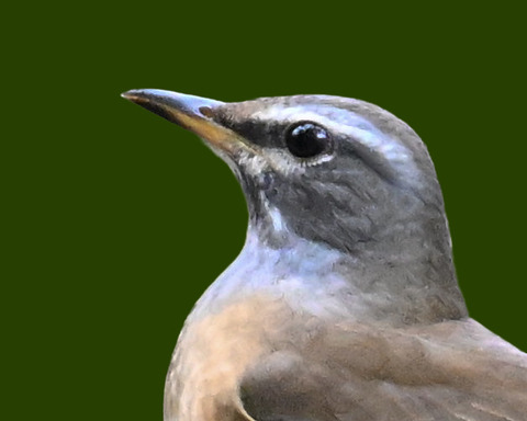 マミチャジナイ1000