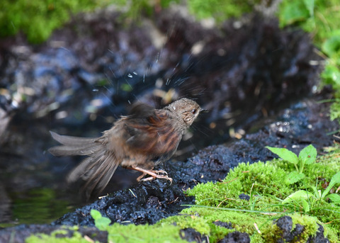 カヤクグリ4541