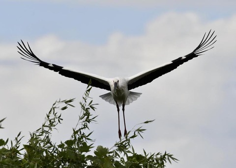 飛ぶ・コウノトリ3077