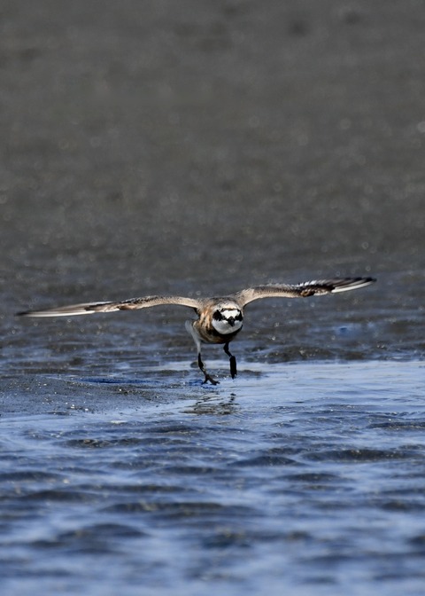 飛ぶ・メダイチドリ2568