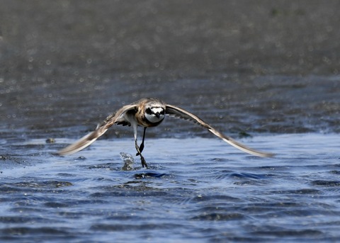 飛ぶ・メダイチドリ2570