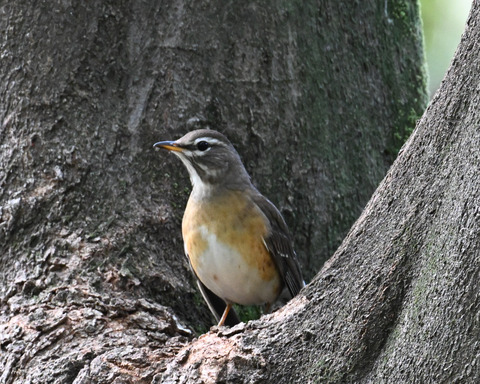 マミチャジナイ9854