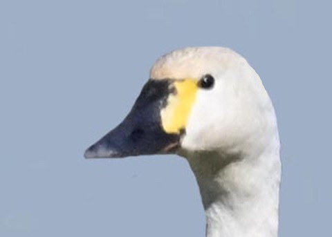 アメリカコハクチョウ4005