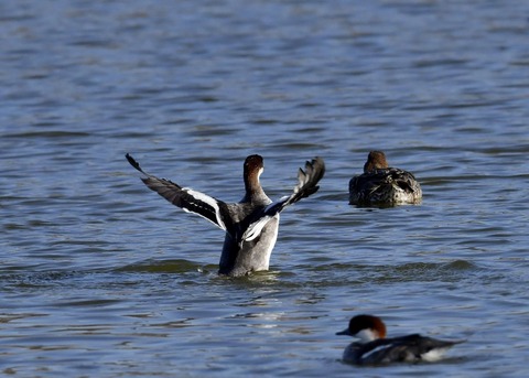 ミコアイサ♀0713