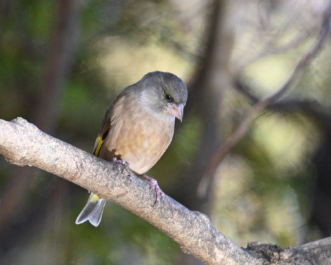 オオカワラヒワ7628