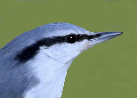 ゴジュウカラ4001