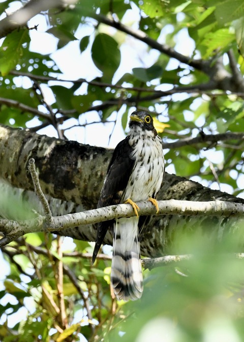 ジュウイチ幼鳥2903