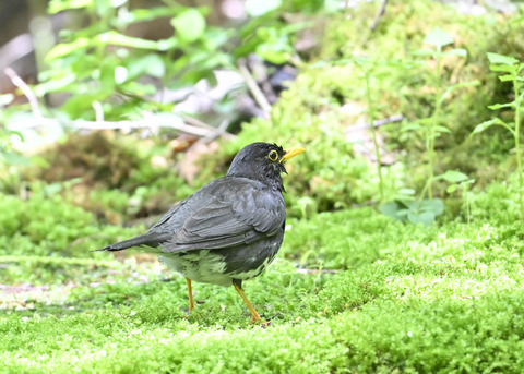 クロツグミ♂0146