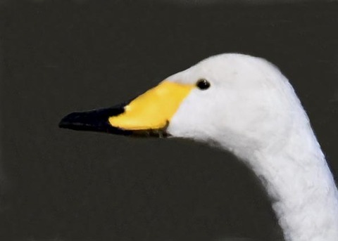 オオハクチョウ8000