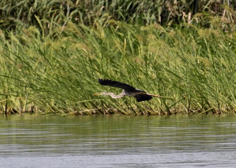 ムラサキサギ6631