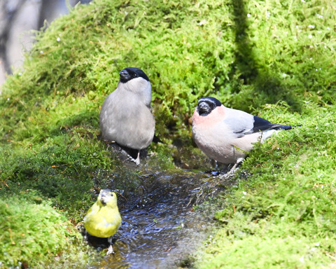 アカウソ♂・♀2576