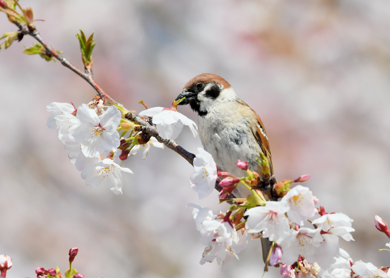 スズメ : 野口洪志の野鳥日記