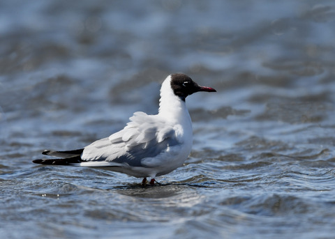 ユリカモメ夏羽9136