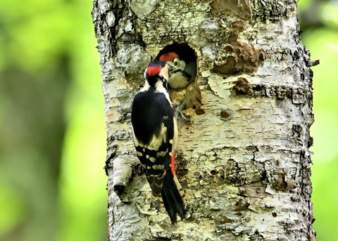 アカゲラ♂とヒナ4888