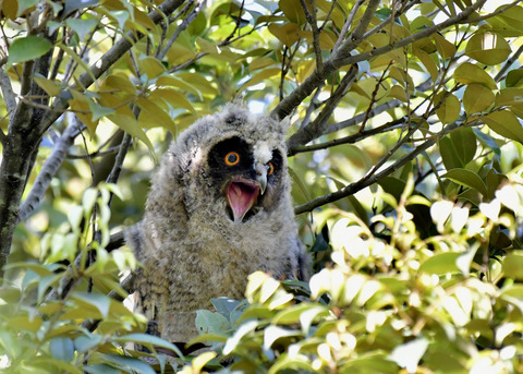 トラフズクのヒナ0022