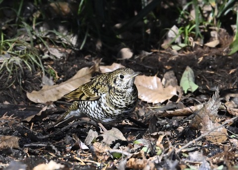 トラツグミ7140