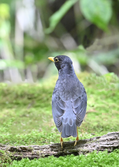 クロツグミ♂0853
