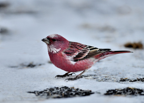 オオマシコ♂3321