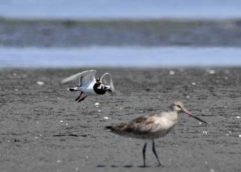 キョウジョシギ2174