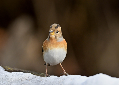 アトリ♀2226