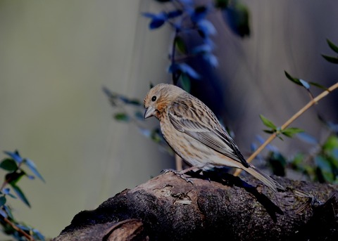 オオマシコ若鳥8876