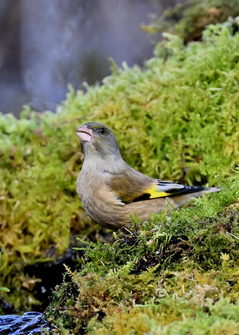 オオカワラヒワ7488