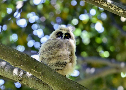 トラフズクのヒナ8071